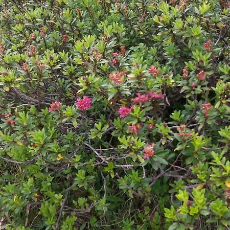 Appartamento Tobias Zell am Ziller