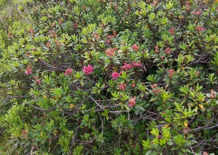 Apartament Tobias Zell am Ziller